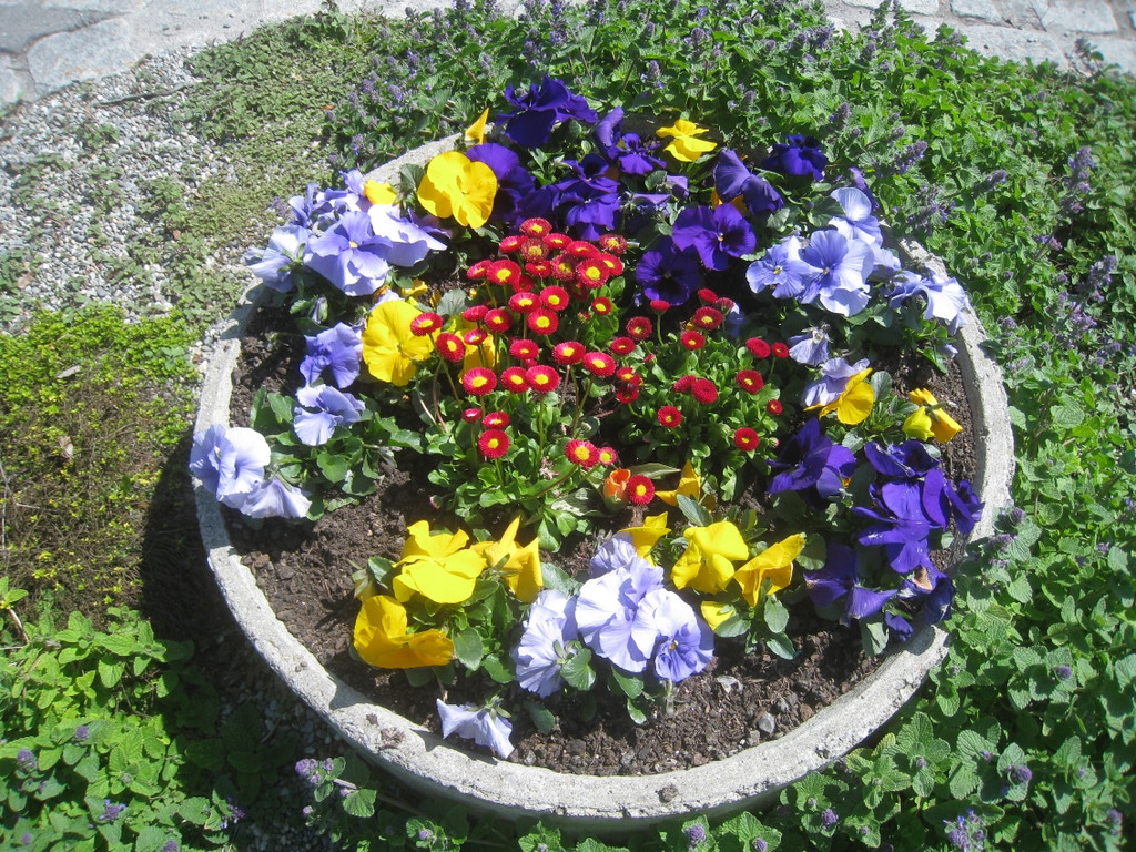 Fruehling in Lochau 2012 _11__jpg-1335450466