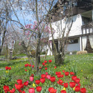 Fruehling in Lochau 2012 _13__jpg-1335450478