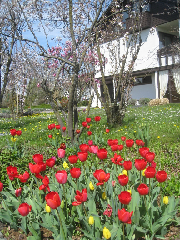 Fruehling in Lochau 2012 _13__jpg-1335450478