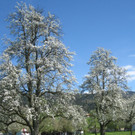 Fruehling in Lochau 2012 _22__jpg-1335450529