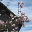 Fruehling in Lochau 2012 _17__jpg-1335450501
