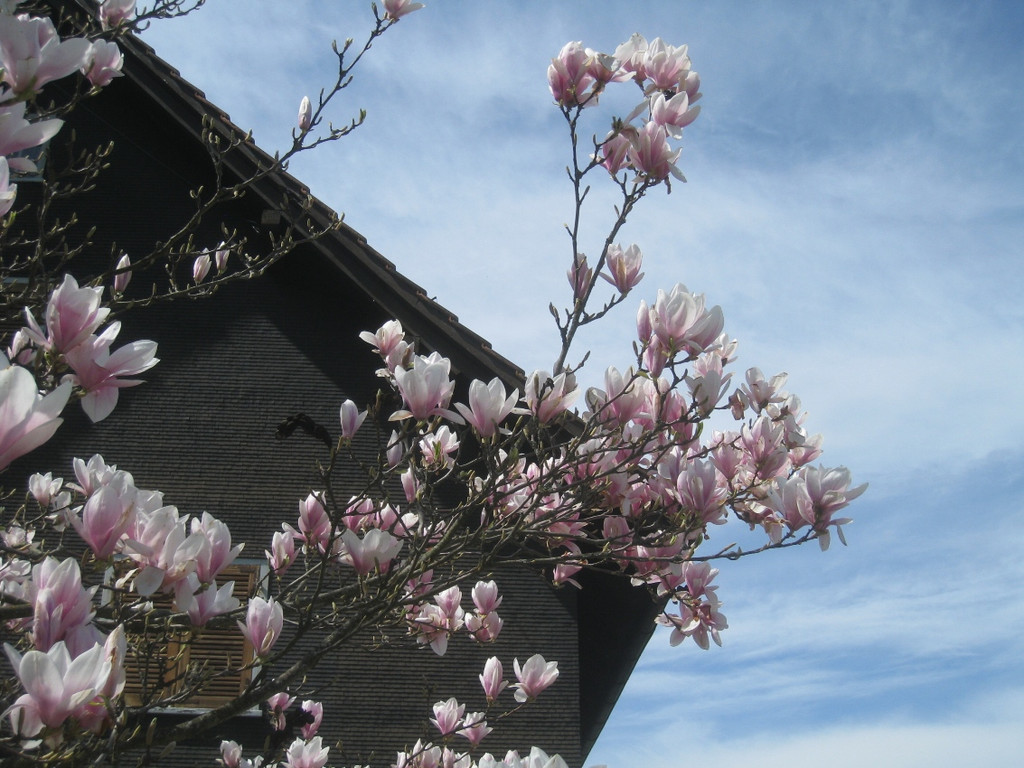 Fruehling in Lochau 2012 _17__jpg-1335450501