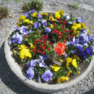 Fruehling in Lochau 2012 _9__jpg-1335450452