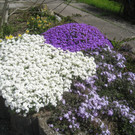 Fruehling in Lochau 2012 _14__jpg-1335450485