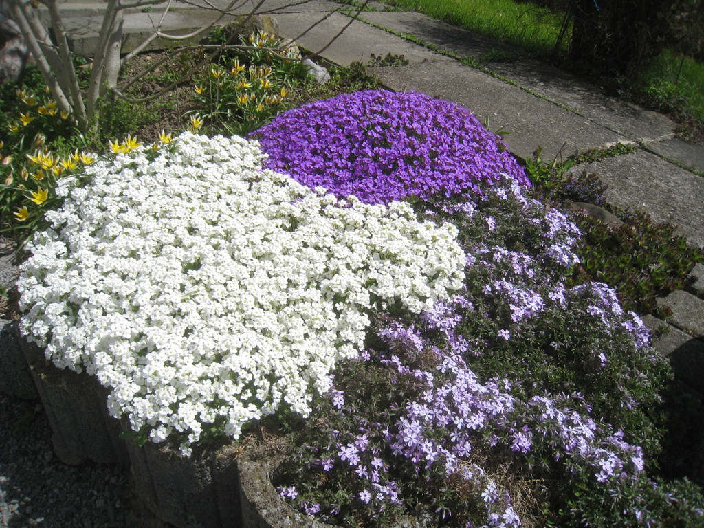 Fruehling in Lochau 2012 _14__jpg-1335450485