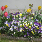 Fruehling in Lochau 2012 _3__jpg-1335450415
