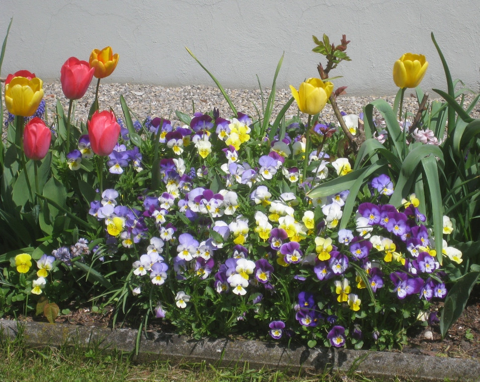 Fruehling in Lochau 2012 _3__jpg-1335450415