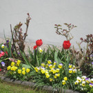 Fruehling in Lochau 2012 _4__jpg-1335450421