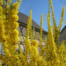 Fruehling in Lochau 2012 _15__jpg-1335450491