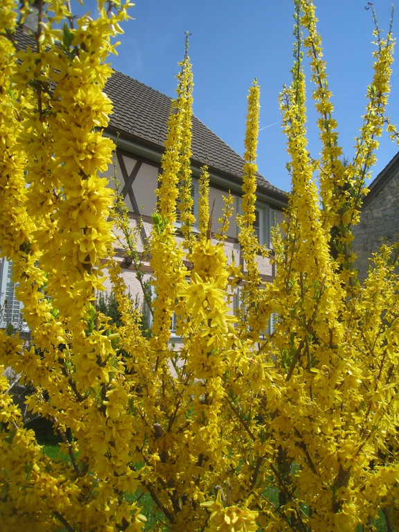 Fruehling in Lochau 2012 _15__jpg-1335450491