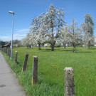 Fruehling in Lochau 2012 _27__jpg-1335450557