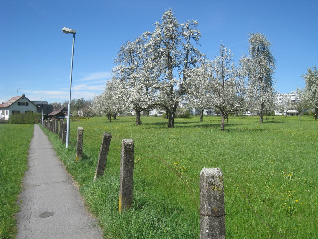 Fruehling in Lochau 2012 _27__jpg-1335450557