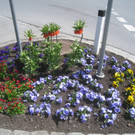 Fruehling in Lochau 2012 _7__jpg-1335450439