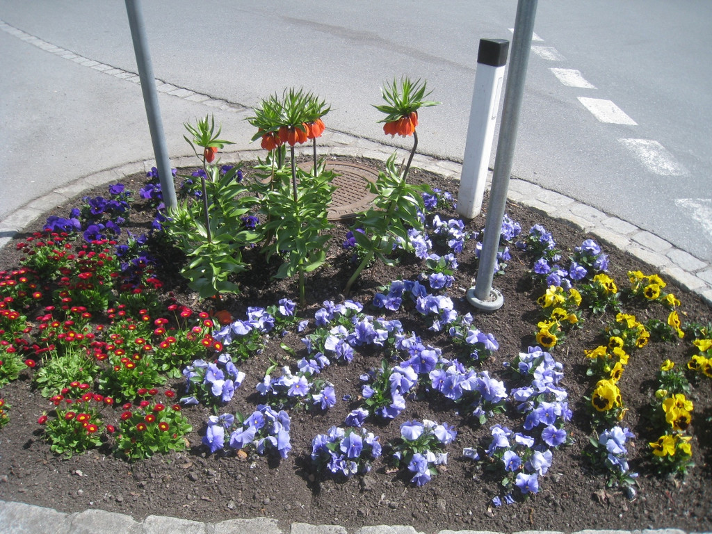 Fruehling in Lochau 2012 _7__jpg-1335450439