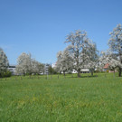 Fruehling in Lochau 2012 _26__jpg-1335450552