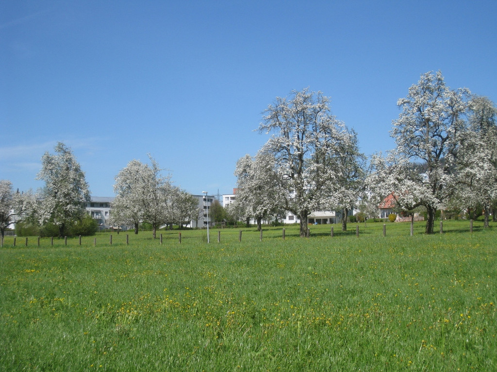 Fruehling in Lochau 2012 _26__jpg-1335450552