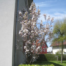 Fruehling in Lochau 2012 _5__jpg-1335450426