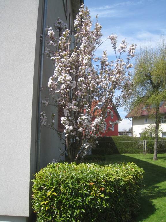Fruehling in Lochau 2012 _5__jpg-1335450426