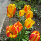 Fruehling in Lochau 2012 _19__jpg-1335450510