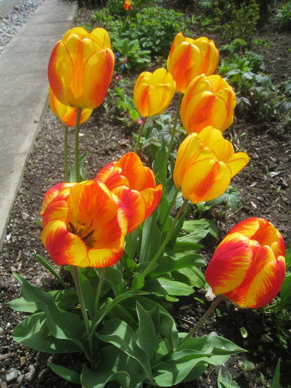 Fruehling in Lochau 2012 _19__jpg-1335450510