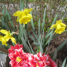 Fruehling in Lochau 2012 _31__jpg-1335450581