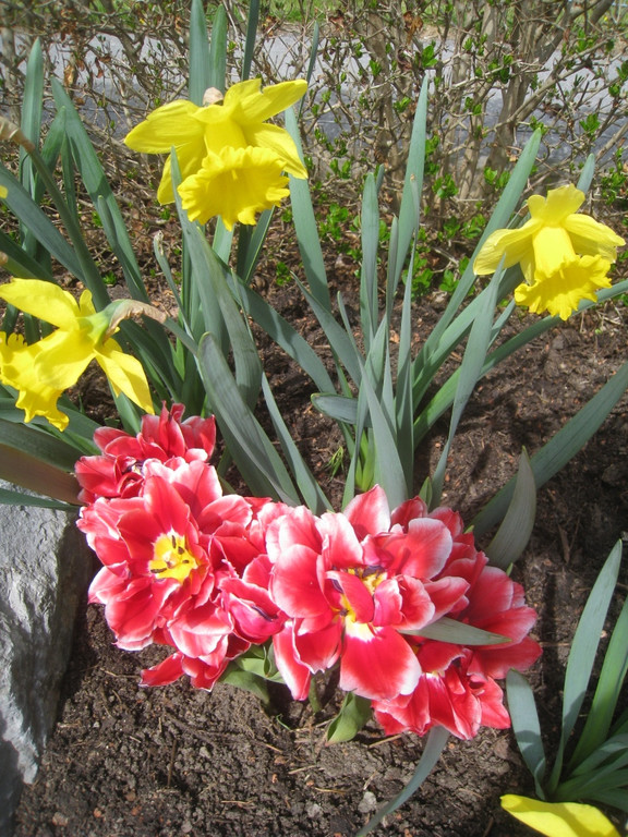 Fruehling in Lochau 2012 _31__jpg-1335450581
