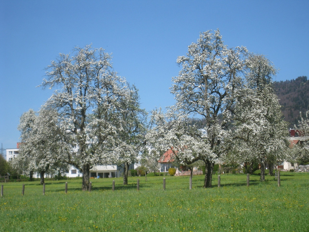 Fruehling in Lochau 2012 _25__jpg-1335450547