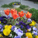 Fruehling in Lochau 2012 _1__jpg-1335450403