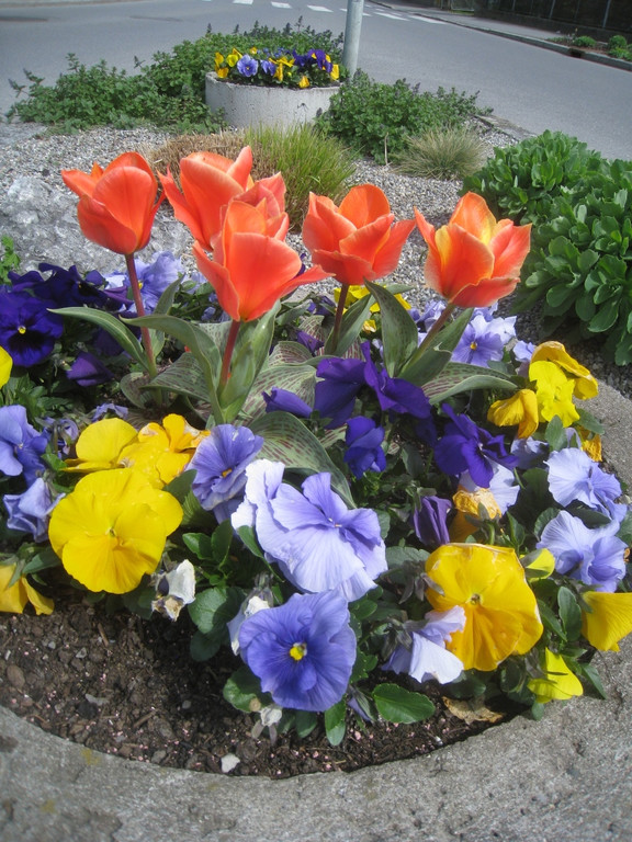 Fruehling in Lochau 2012 _1__jpg-1335450403