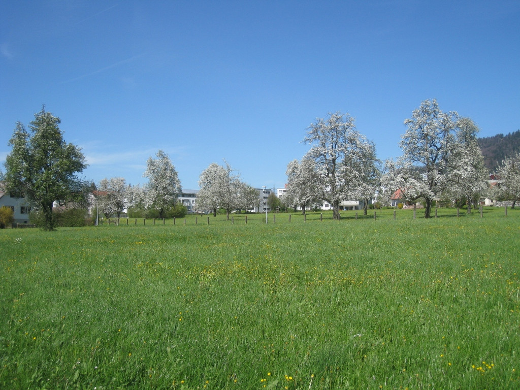 Fruehling in Lochau 2012 _24__jpg-1335450541