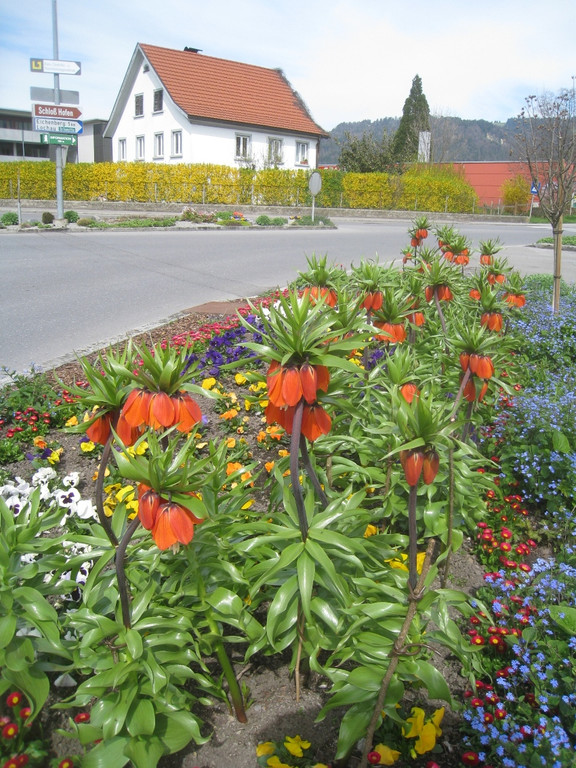 Fruehling in Lochau 2012 _36__jpg-1335450610