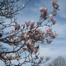 Fruehling in Lochau 2012 _18__jpg-1335450506