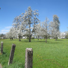 Fruehling in Lochau 2012 _28__jpg-1335450564