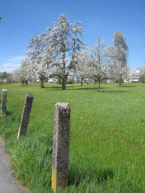 Fruehling in Lochau 2012 _28__jpg-1335450564