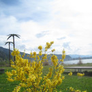 Fruehling in Lochau 2012 _32__jpg-1335450585