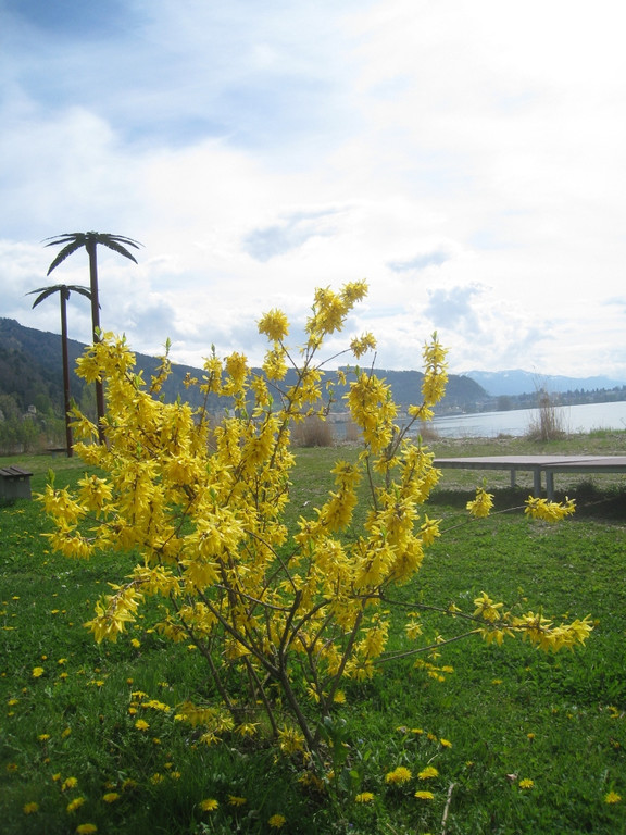 Fruehling in Lochau 2012 _32__jpg-1335450585