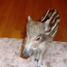 DSC02077.JPG