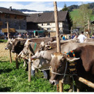 Vieh und Ziegenausstellung 2012 Schwarzenberg
