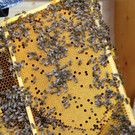 mini-bea_BZV_im_Jagdbergischen _24__JPG-1335639143