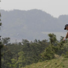 DAB0821-20120428.jpg