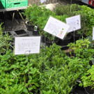 DSCN3113_JPG-1335725366