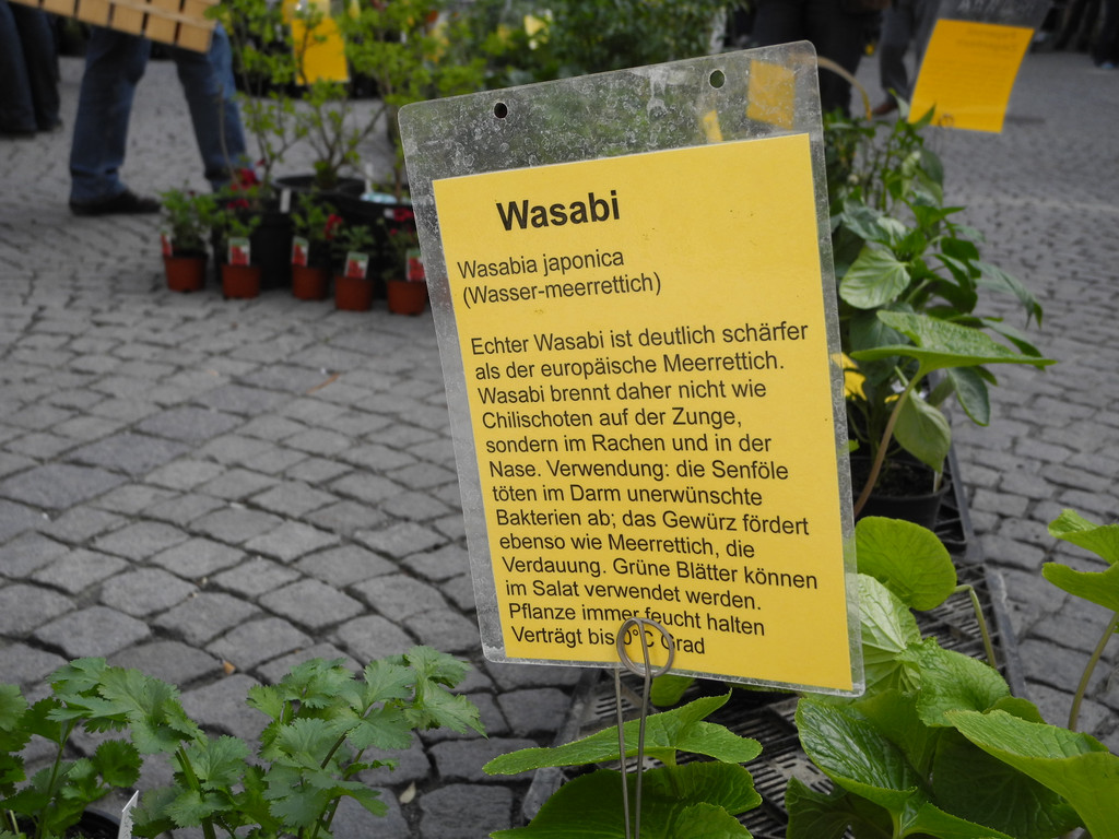 DSCN3121_JPG-1335725541