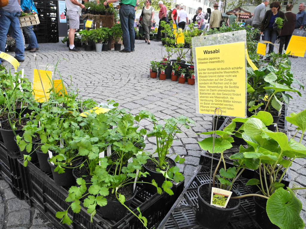 DSCN3120_JPG-1335725508