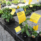 DSCN3122_JPG-1335725574