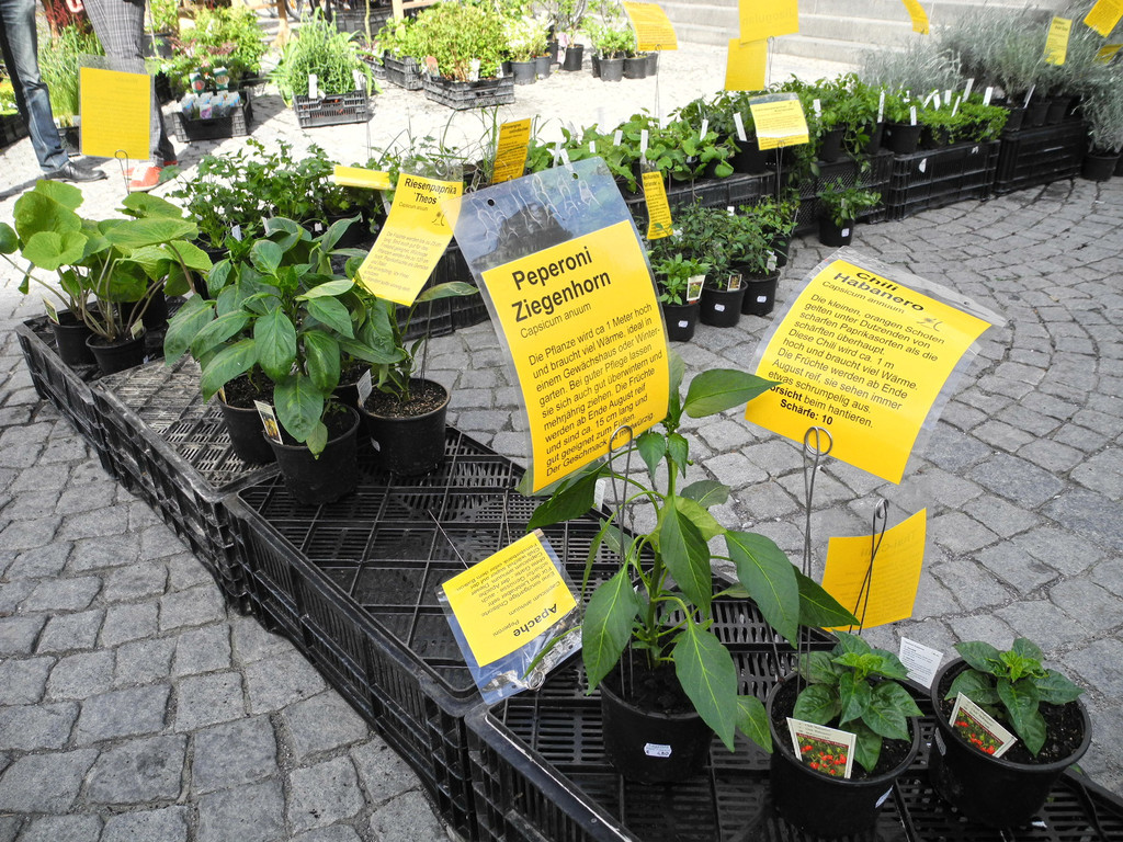 DSCN3122_JPG-1335725574