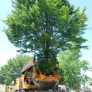 Baumverpflanzung 3_pa.jpg
