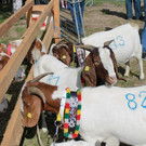 Ziegenprämierung in Gisingen