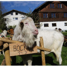 Vieh- und Ziegenausstellung in Schwarzenberg