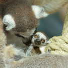 Nachwuchs bei den Kattas im Tiergarten Schönbrunn