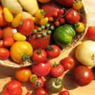 ARCHE_NOAH_Tomate_Magdalena_Endes.jpg